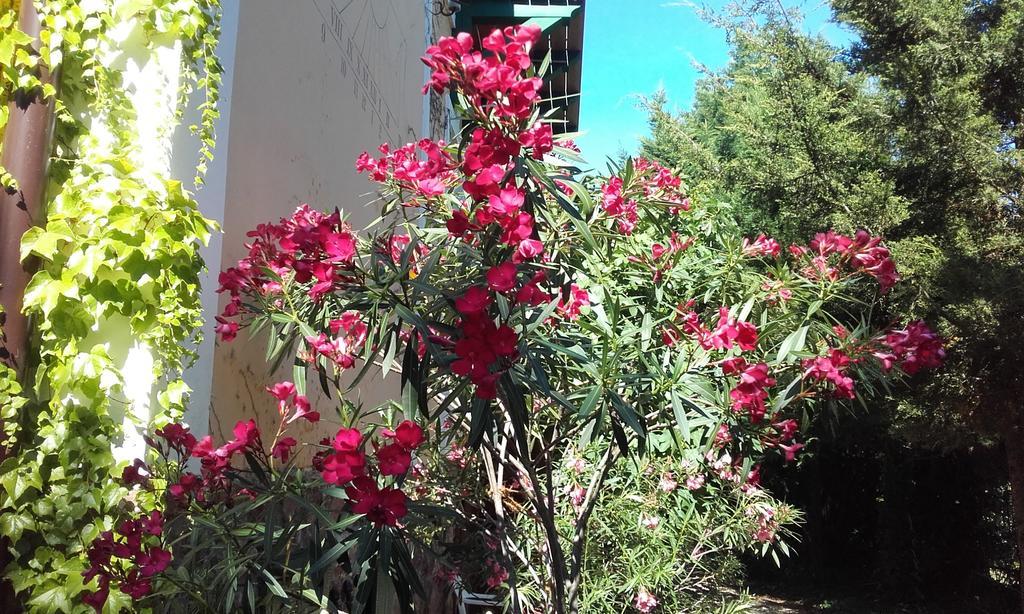 Villa-Magdi Vendeghaz Révfülöp المظهر الخارجي الصورة